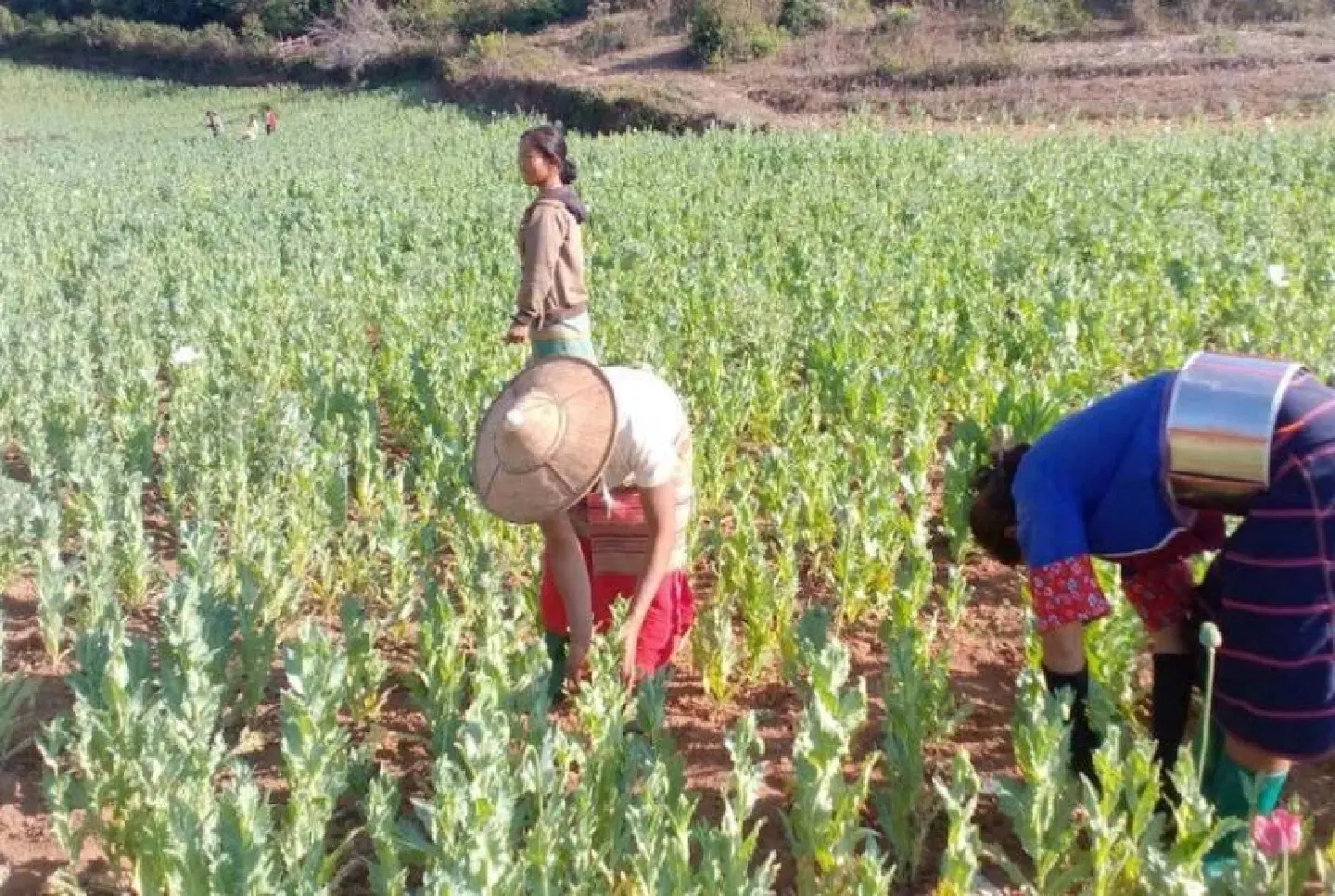 Myanmar, top opium producer, faces civil conflict and drug crisis ( 2 ) Myanmar, top opium producer, faces civil conflict and drug crisis ( 2 )