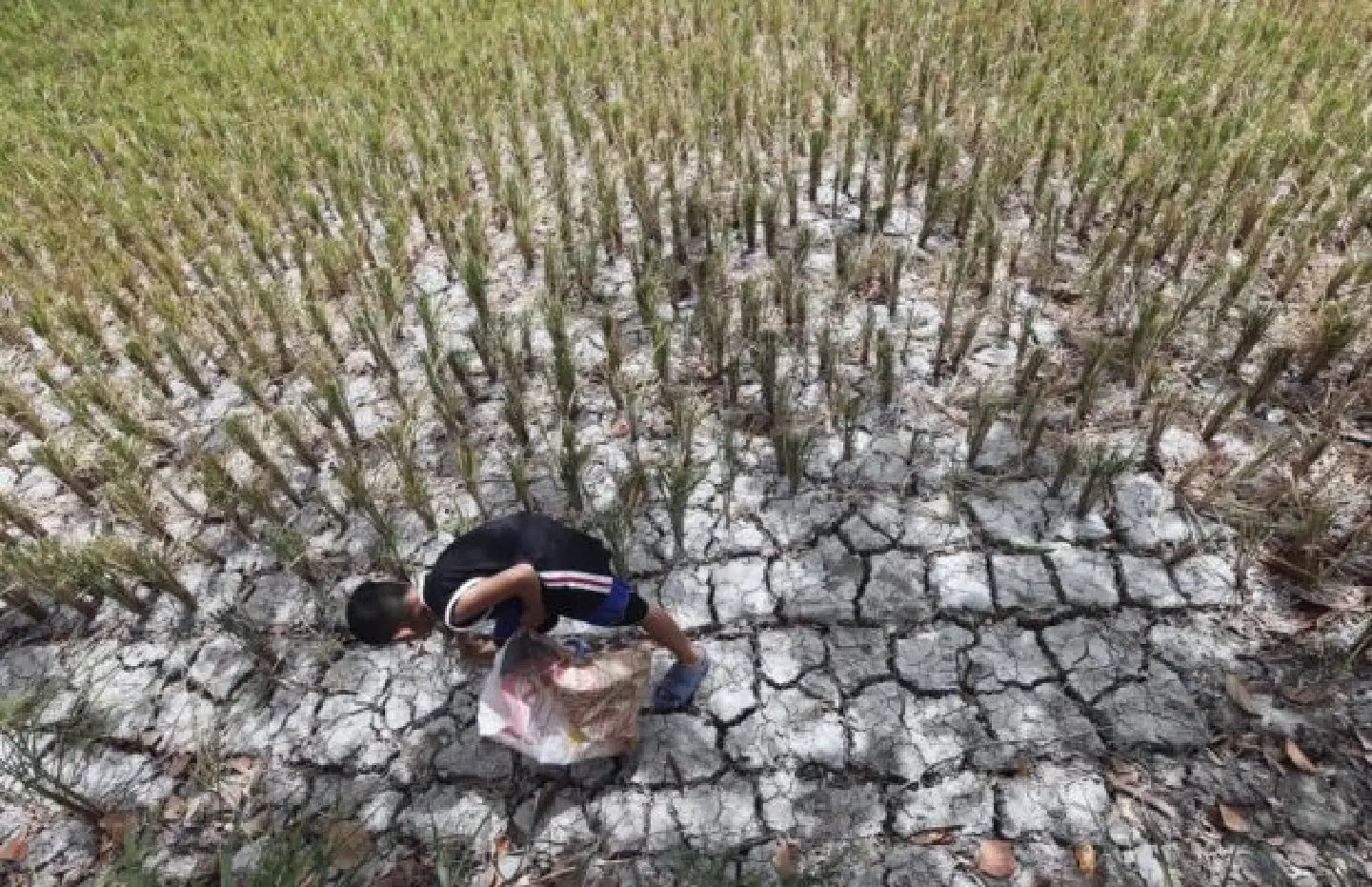 El Niño may impact 20% of rice fields in the Philippines