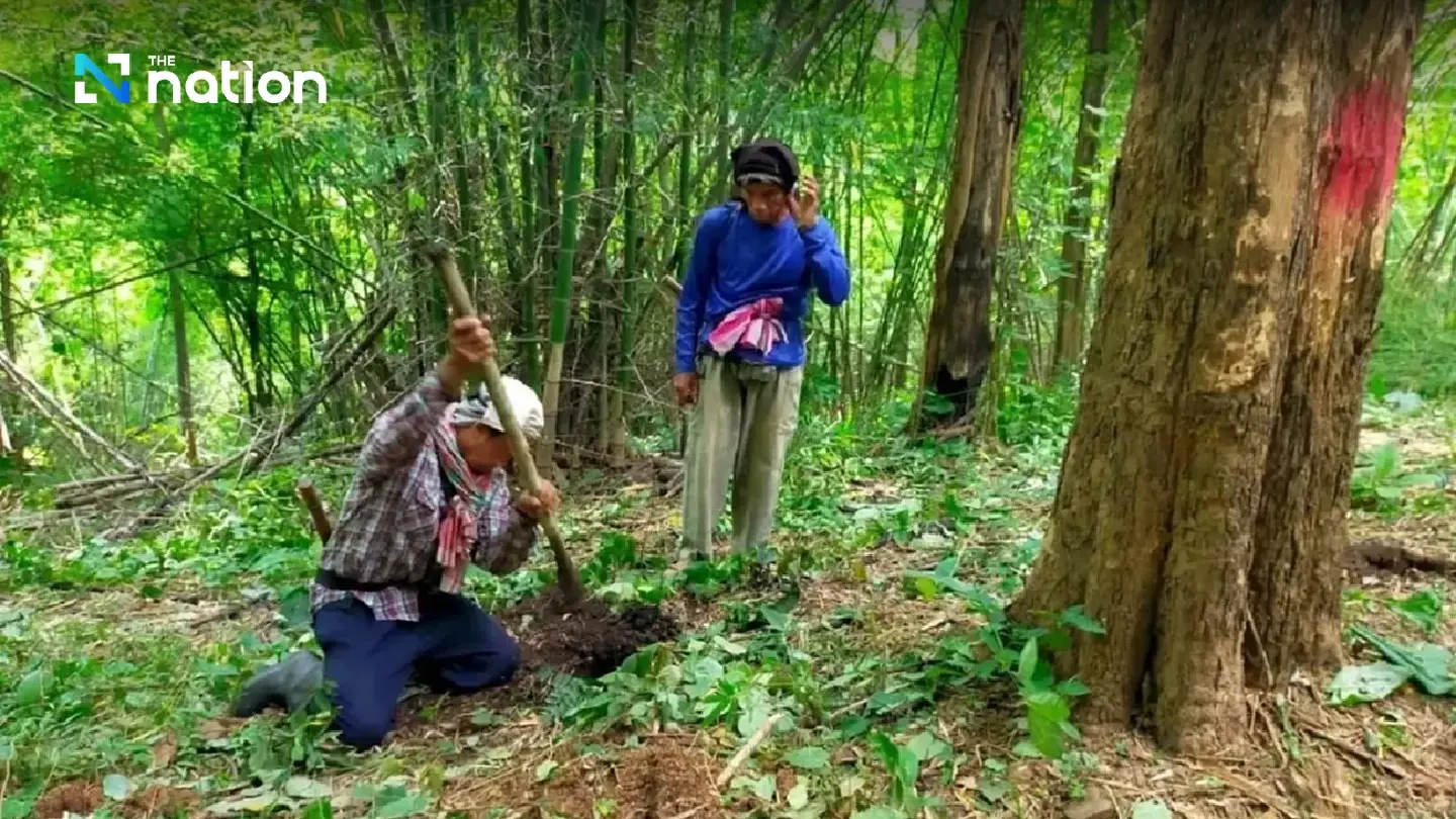 Reforestation project generates jobs for local communities