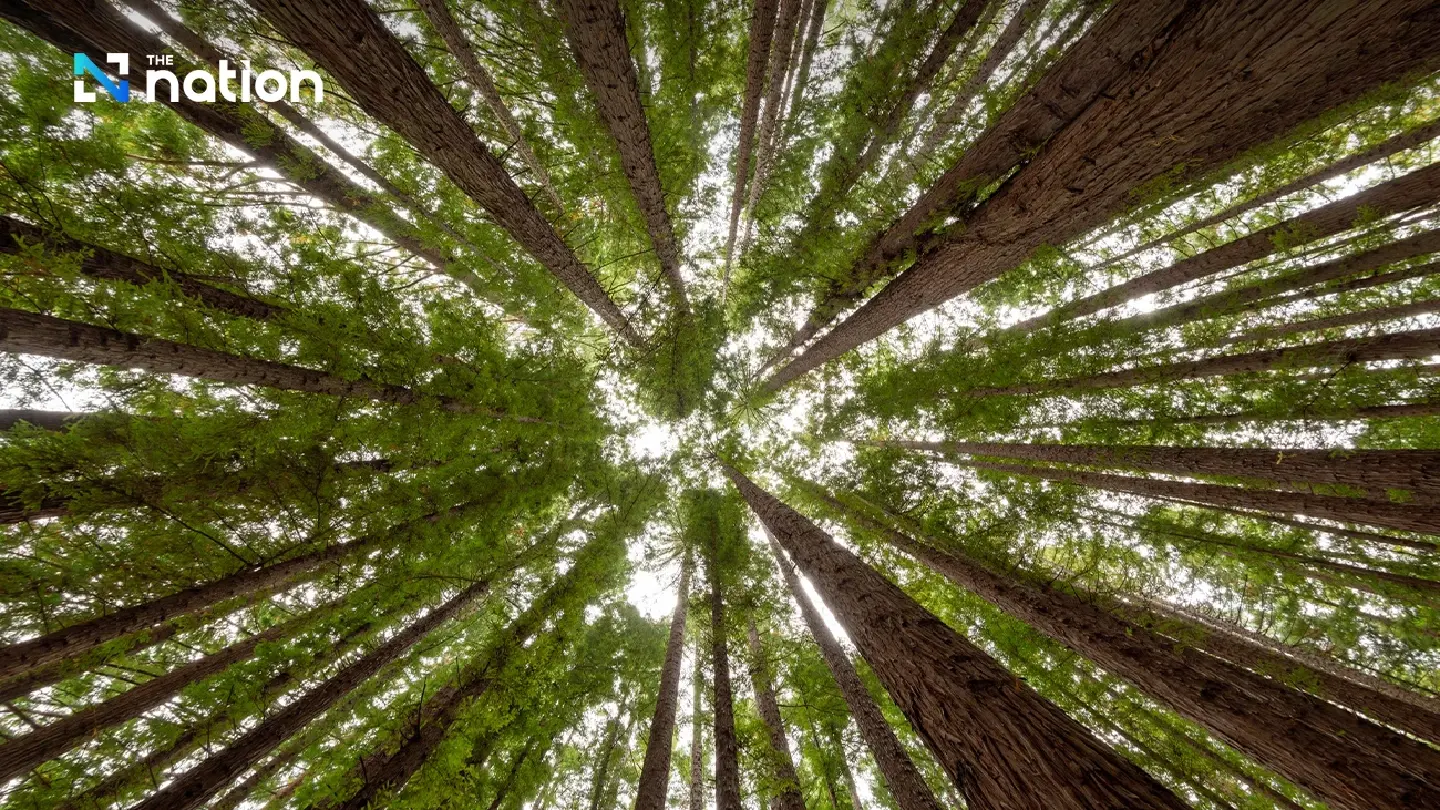 Thai forest area in decline, matching world trend: World Bank data