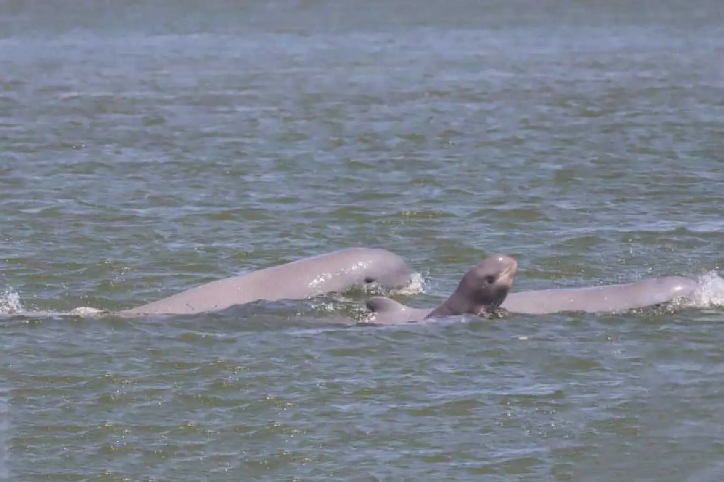 First Irrawaddy dolphin calf spotted this year in Cambodia First Irrawaddy dolphin calf spotted this year in Cambodia