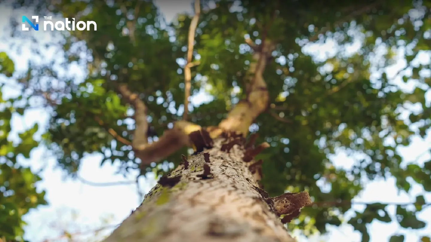 Thailand launches forest sector carbon-credit trade in Khon Kaen Thailand launches forest sector carbon-credit trade in Khon Kaen