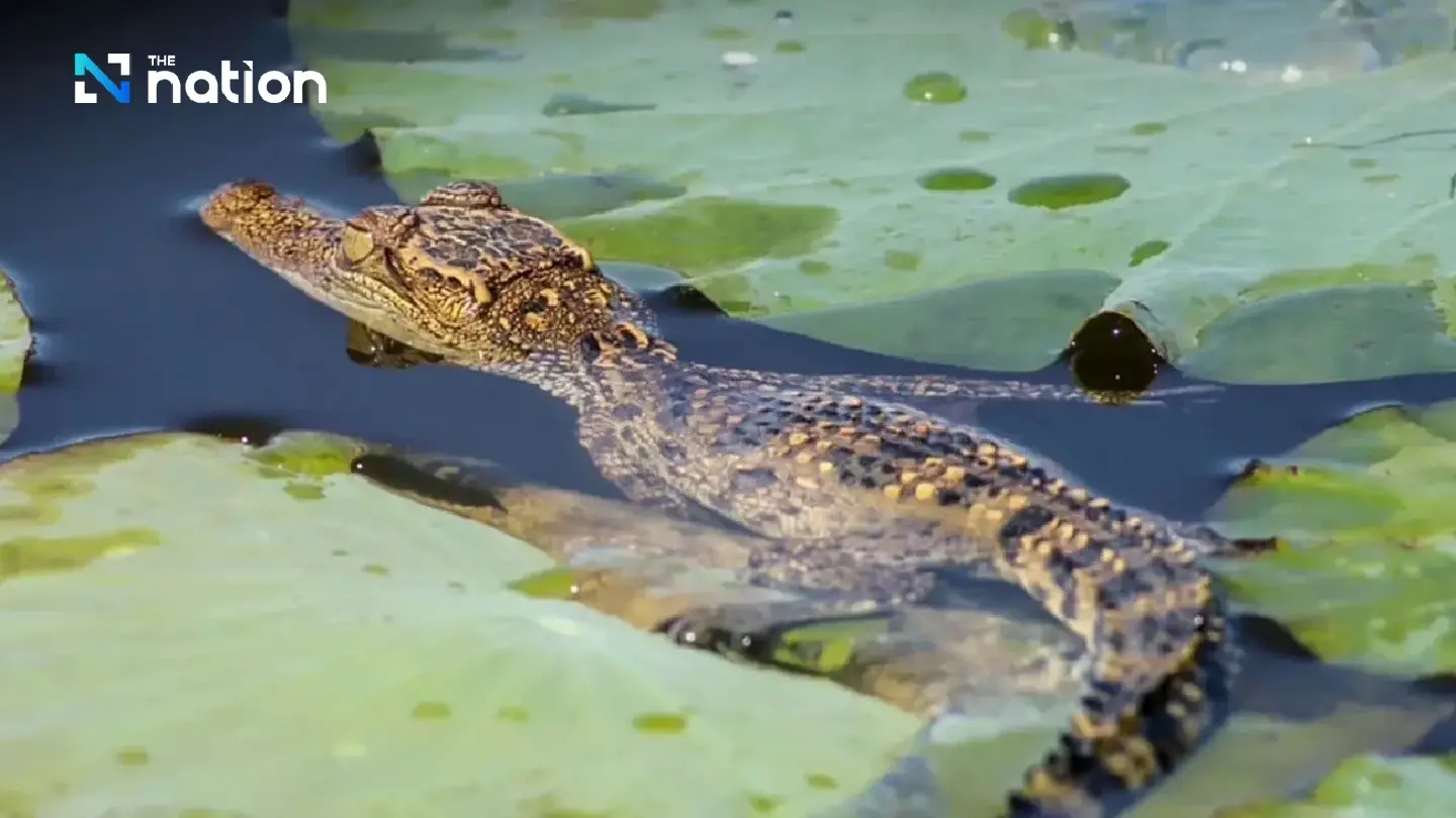 Nakhon Sawan sanctuary boasts 8 Siamese crocodile hatchlings for first time in 7 years