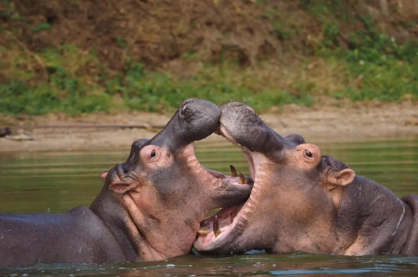 World Hippo Day: Gentle giants of the waterways World Hippo Day: Gentle giants of the waterways