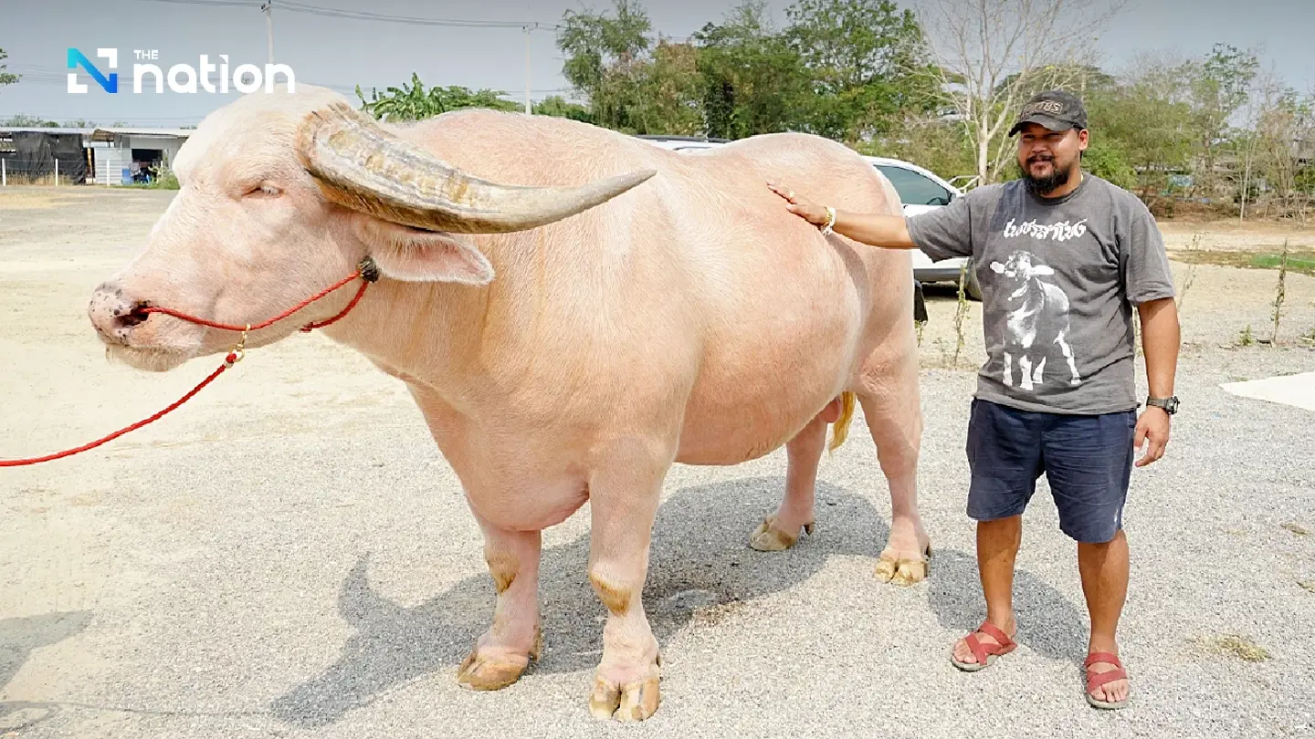 Albino Thai buffalo sets records by fetching 18 million baht at a fair