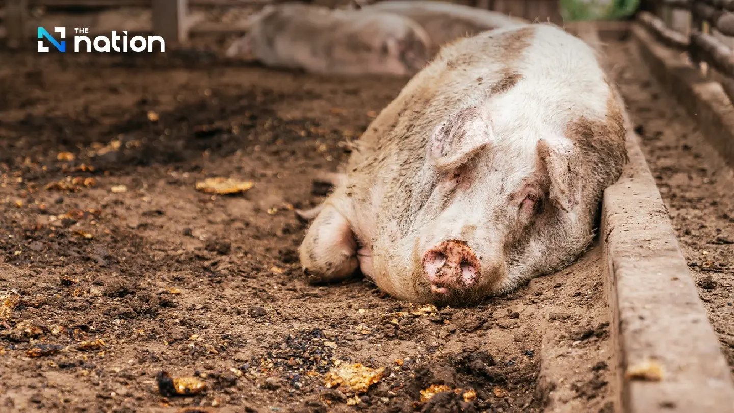 African Swine Fever found in gov’t raid on Nakhon Pathom factories