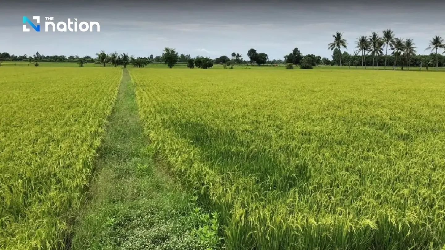 Govt may soon ease rice farmers’ burdens by providing free fertiliser