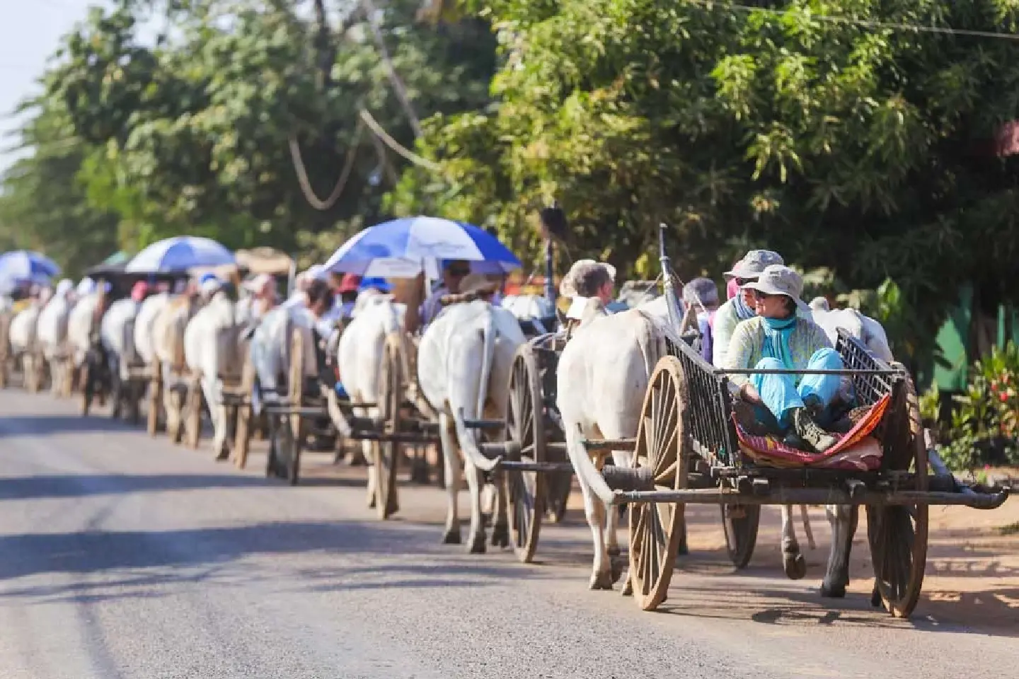 Cambodian ox cart rides offer authentic rural experience, historic temple visits Cambodian ox cart rides offer authentic rural experience, historic temple visits