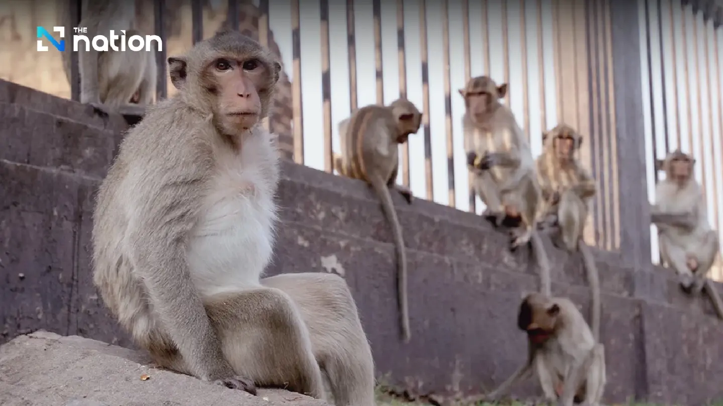 Govt panel sets up new compensation guidelines after surge in monkey attacks Govt panel sets up new compensation guidelines after surge in monkey attacks