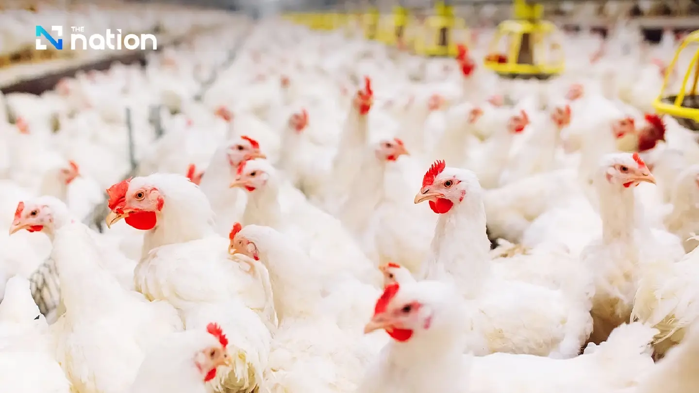 Middle East is next focus for renowned ‘Siam Broiler’ chickens Middle East is next focus for renowned ‘Siam Broiler’ chickens