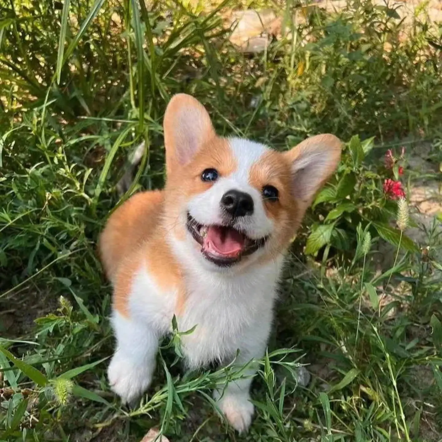 China's first corgi police dog debuts