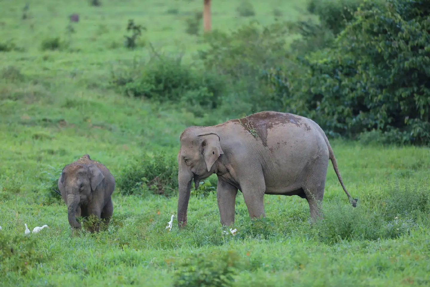 AI-Driven system minimizes Human-Elephant conflict