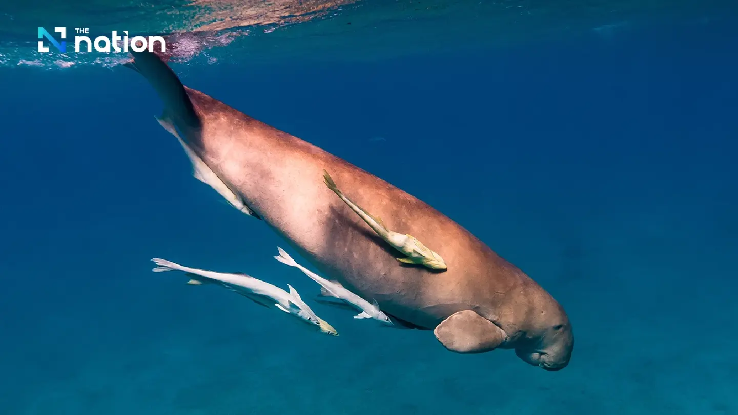 Trang’s dugong population on brink of extinction as numbers drop drastically