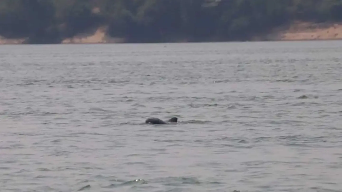Sixth dolphin calf sighting in Cambodia a cause for celebration Sixth dolphin calf sighting in Cambodia a cause for celebration