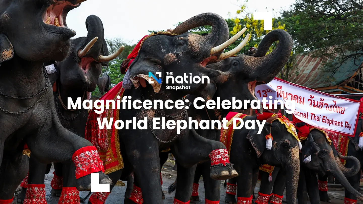 Magnificence: Celebrating World Elephant Day | The Nation