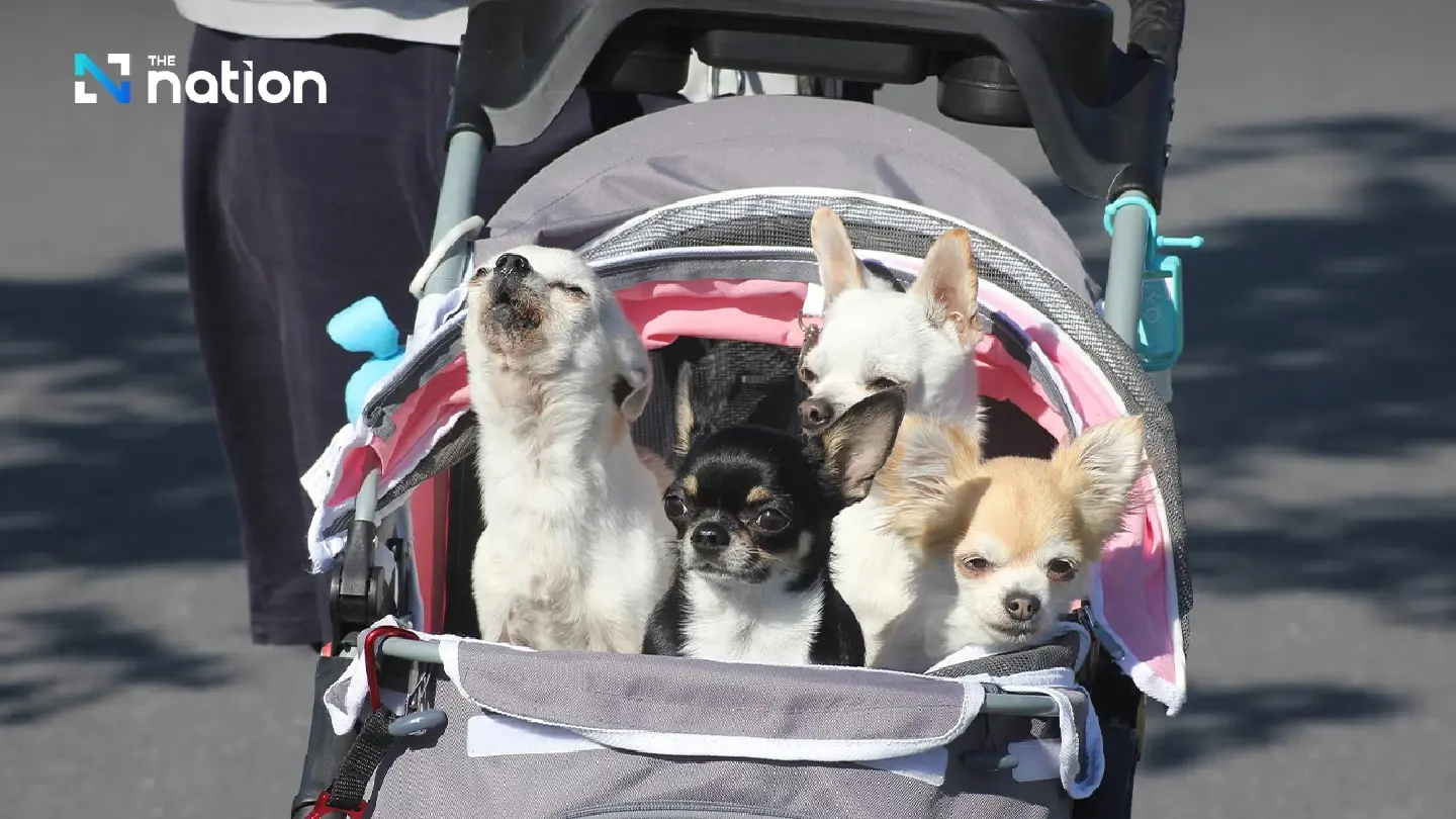 Recent survey confirms soaring sales of pet products for fur babies
