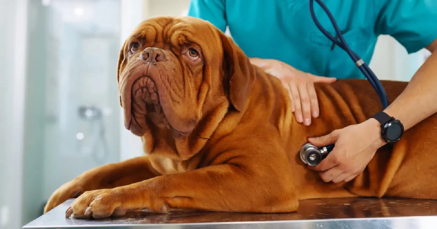 Chula Vets: Successful Dog Mitral Valve Repair – Southeast Asia's First