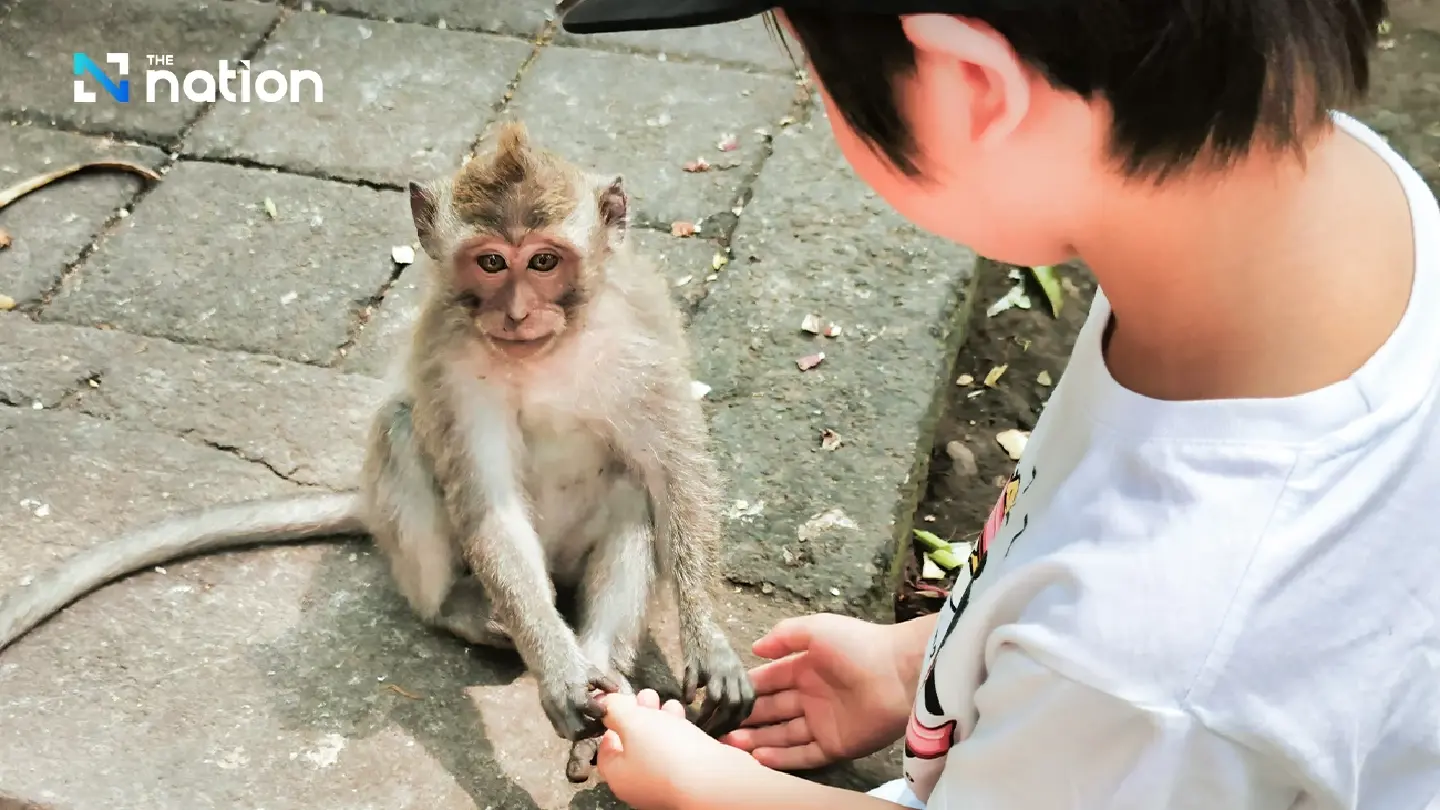 Planned temporary relocation of Lop Buri’s macaques on hold Planned temporary relocation of Lop Buri’s macaques on hold