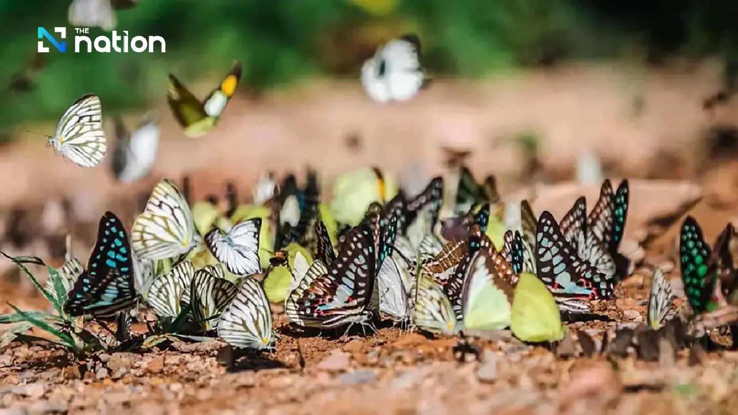 Kaeng Krachan National Park welcomes butterfly enthusiasts until May