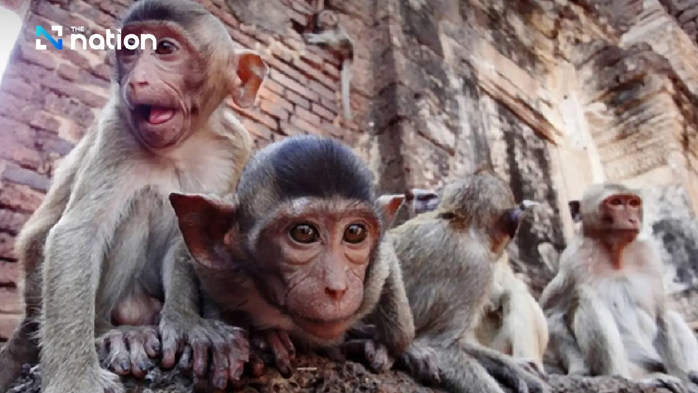 First Lopburi monkeys relocating Monday to reduce attacks, injuries