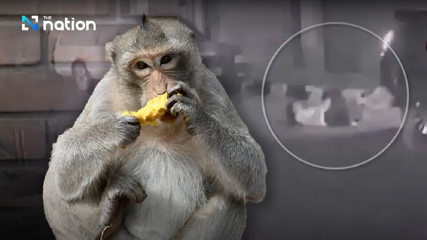 Govt approves compensation for victims of monkey attacks Govt approves compensation for victims of monkey attacks