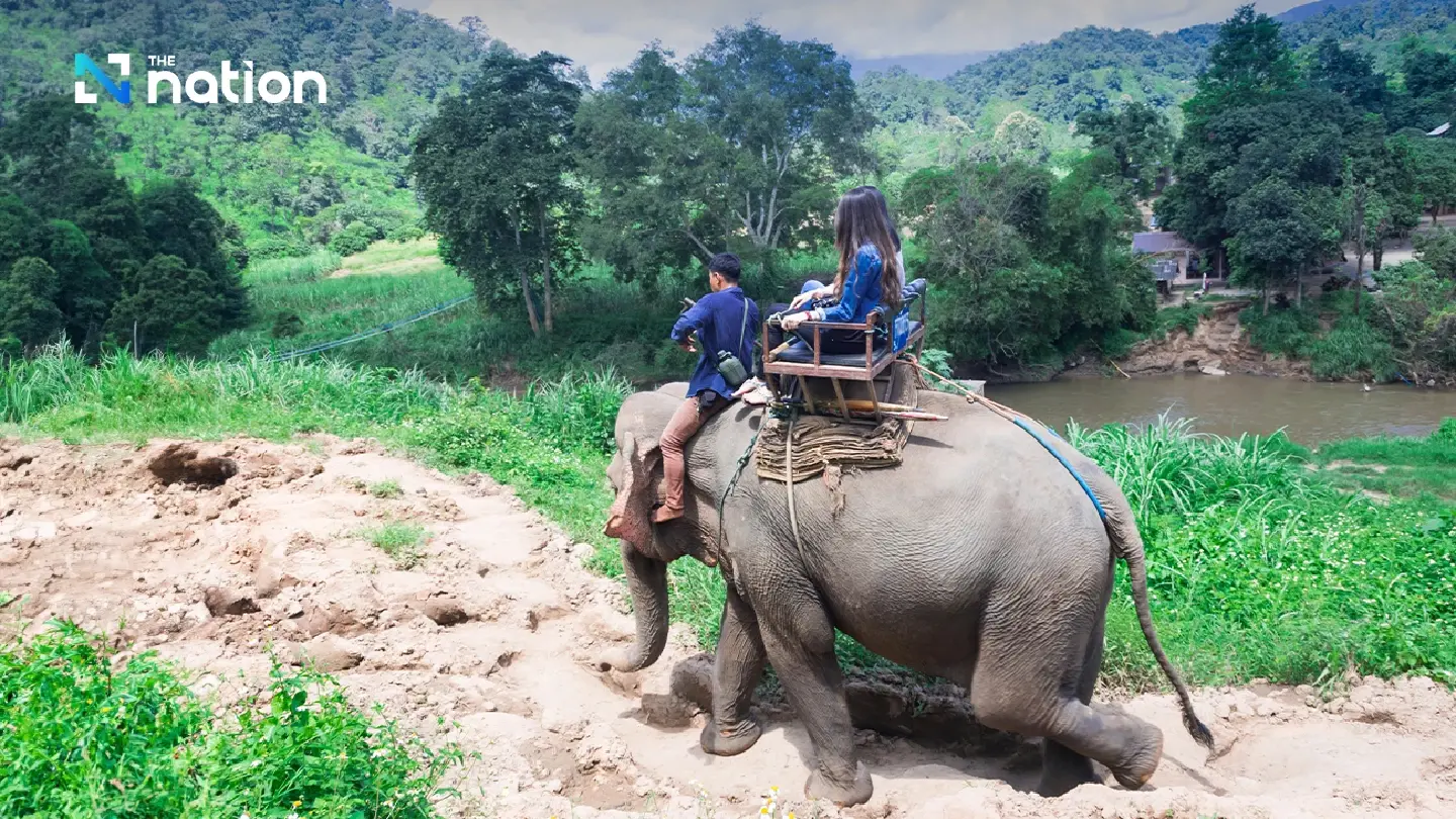 Thailand criticised for captive breeding of elephants for tourism Thailand criticised for captive breeding of elephants for tourism