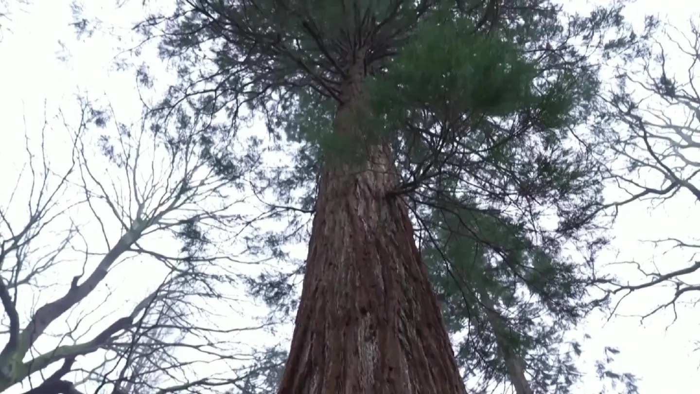 Report shows giant Sequoias, world's largest trees, thriving in UK