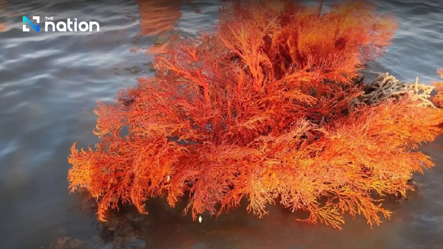 State dept warns tourists in Trang island to stay away from exposed sea fan corals State dept warns tourists in Trang island to stay away from exposed sea fan corals