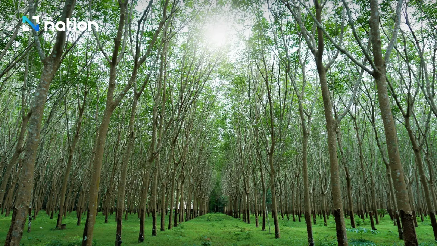 Green light given to rubber plantations to sell carbon credits