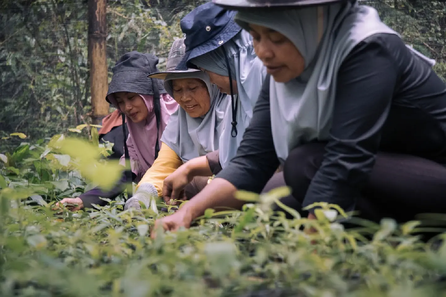 Rainforest Resilience: Women leading conservation in Southeast Asia Rainforest Resilience: Women leading conservation in Southeast Asia