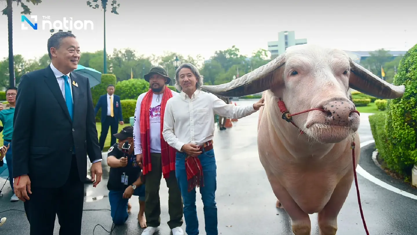 Thailand’s star buffalo meets Srettha to push for ‘soft power’ status Thailand’s star buffalo meets Srettha to push for ‘soft power’ status