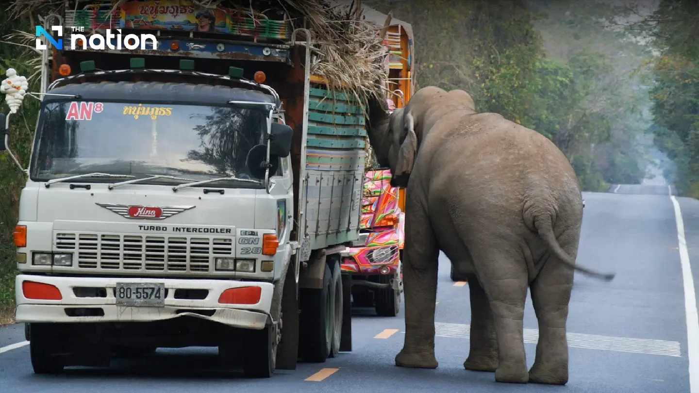 Dynamic solutions needed to end human/wild elephant conflict