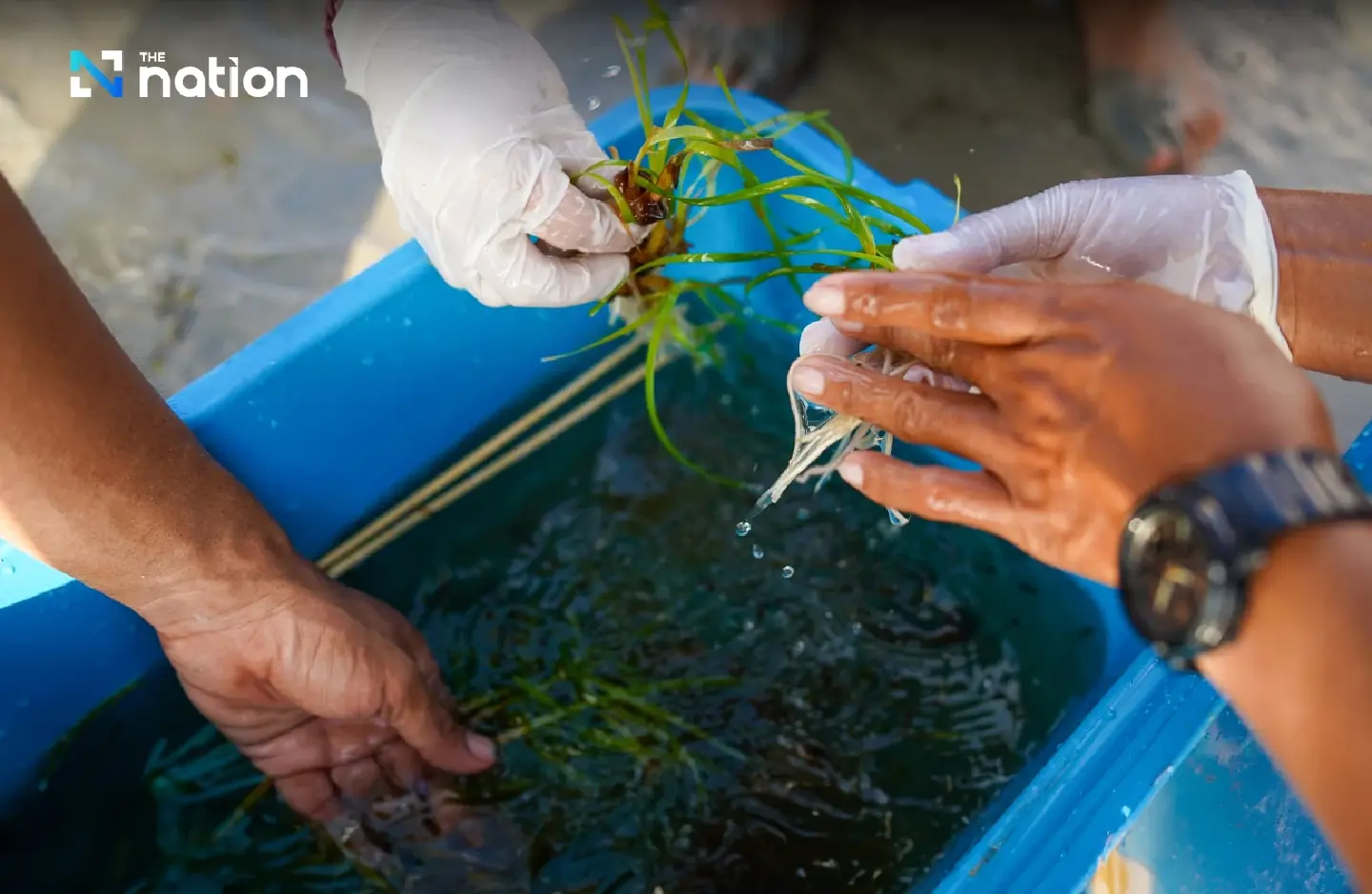 Scientists see link between loss of marine life and disappearing seagrass