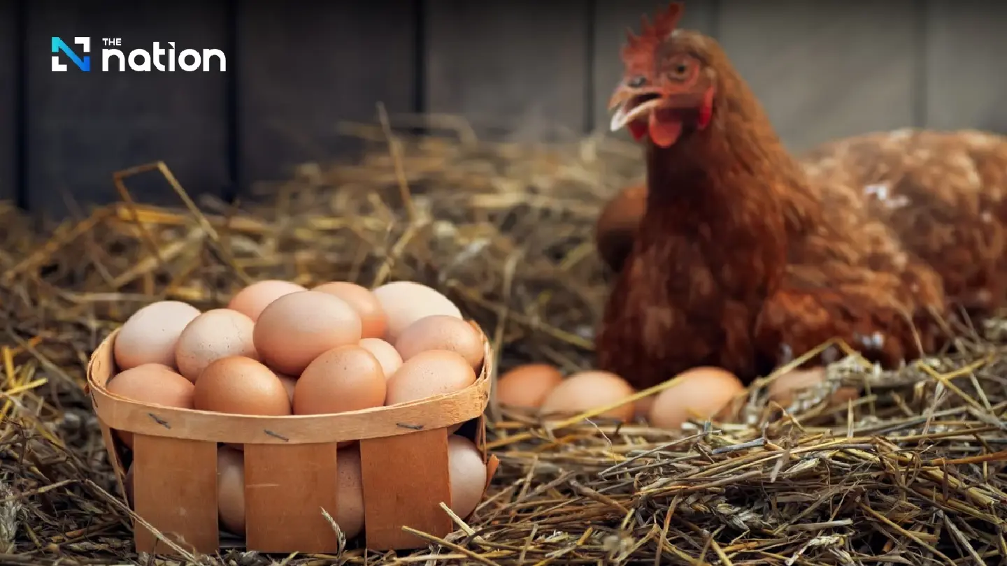 Egg prices up as layer poultry swelter in heatwave