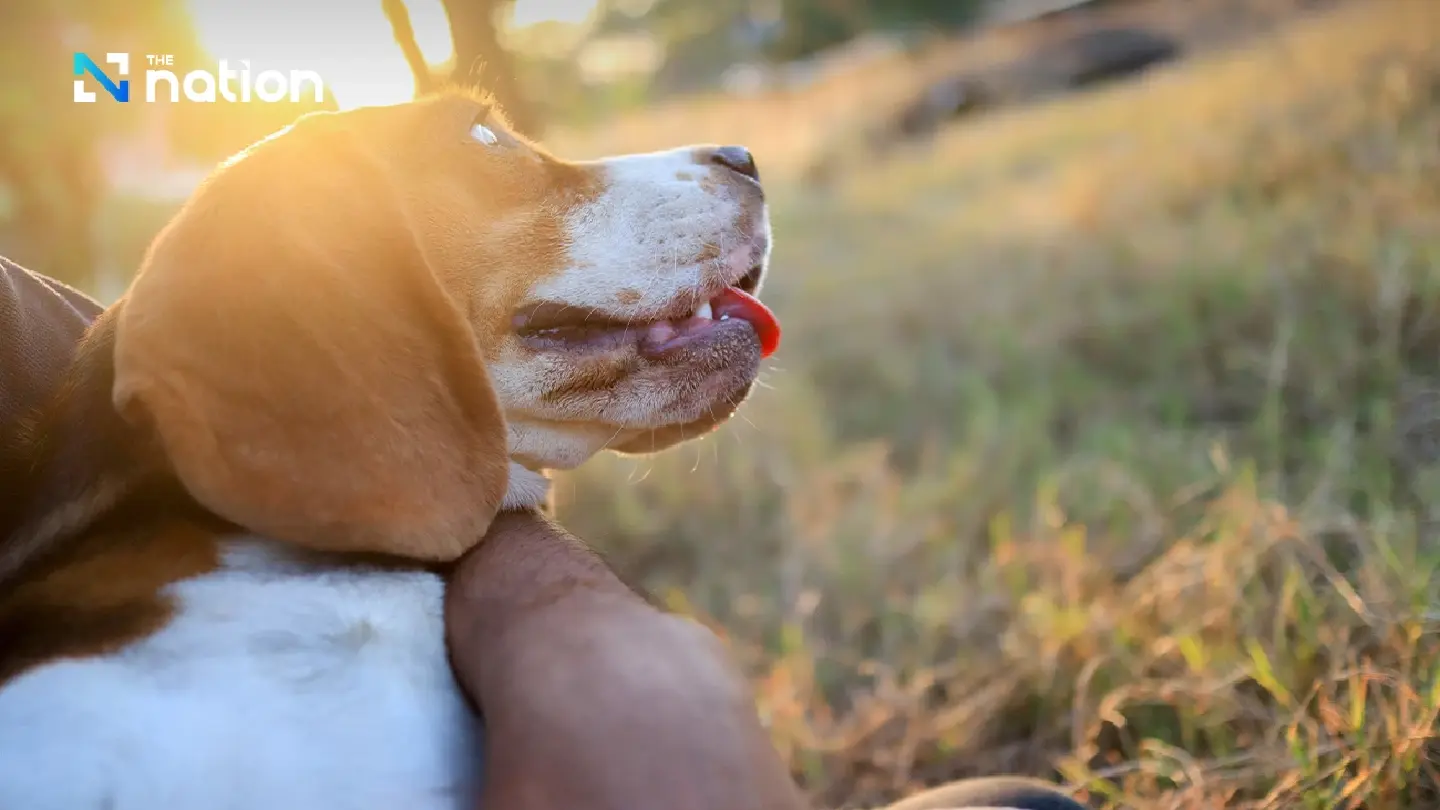 How to protect your pet from deadly heatstroke as temperatures soar in Thailand