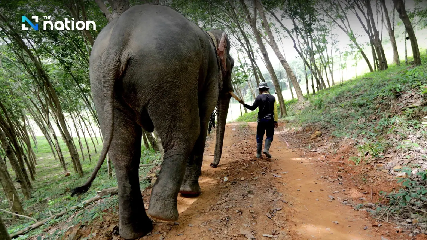 Much more welfare needed for domesticated elephants: experts