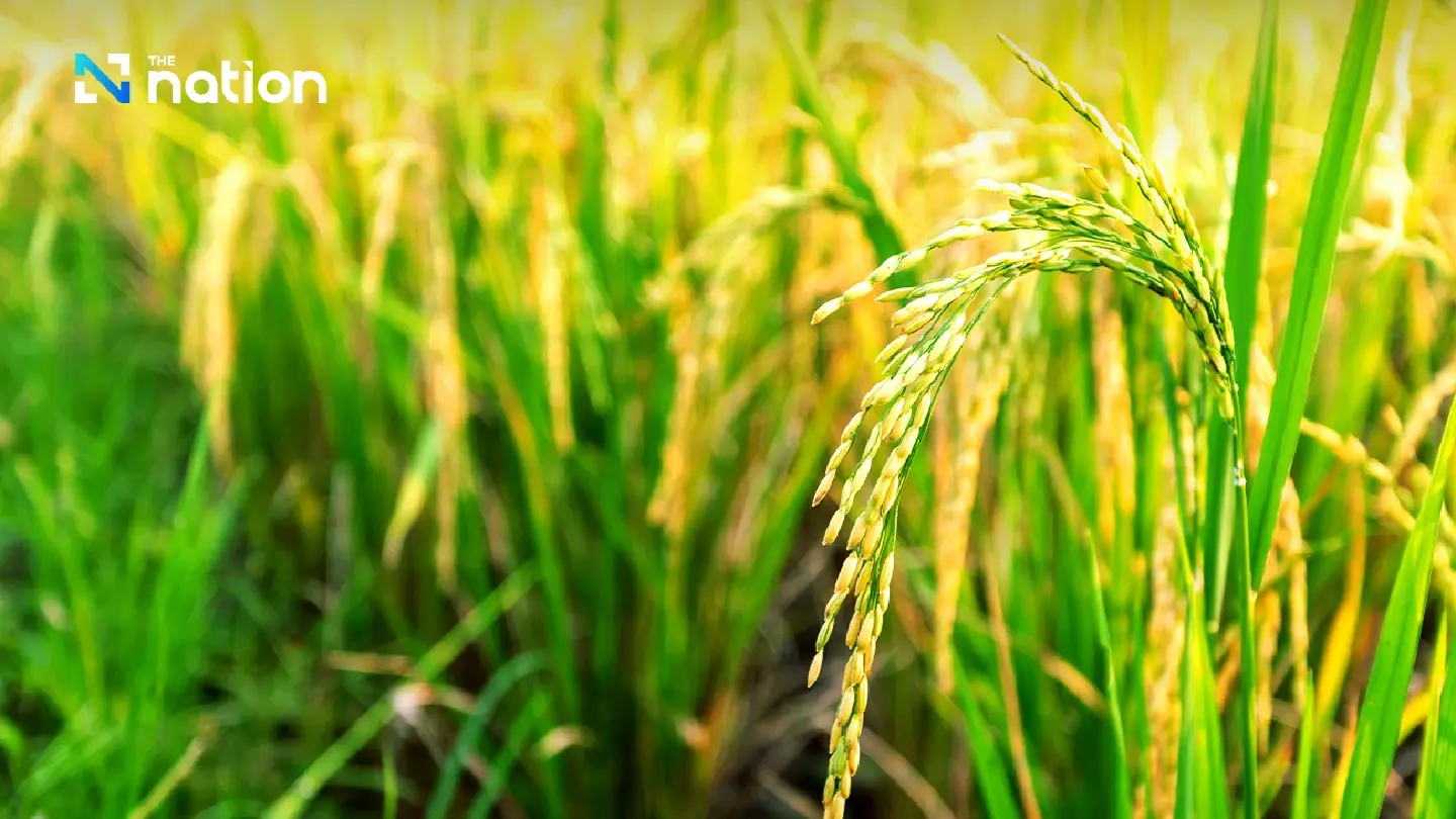 India extending export tax on steam rice, good news for Thai exports