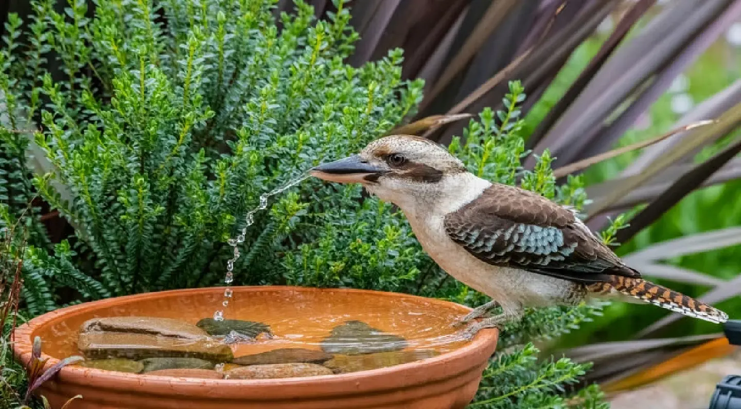 Ways to help birds beat the summer heat