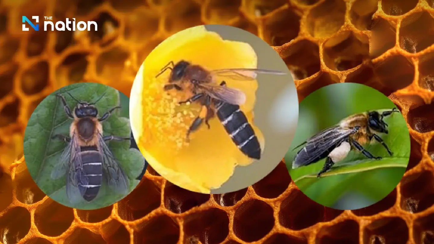 Chiang Mai national park reports presence of Himalayan giant honey bee