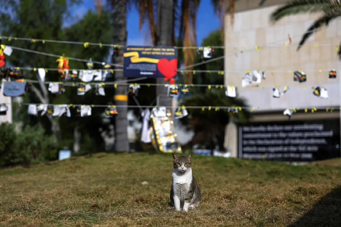 South Korean sentenced to 14 months in jail for killing 76 cats