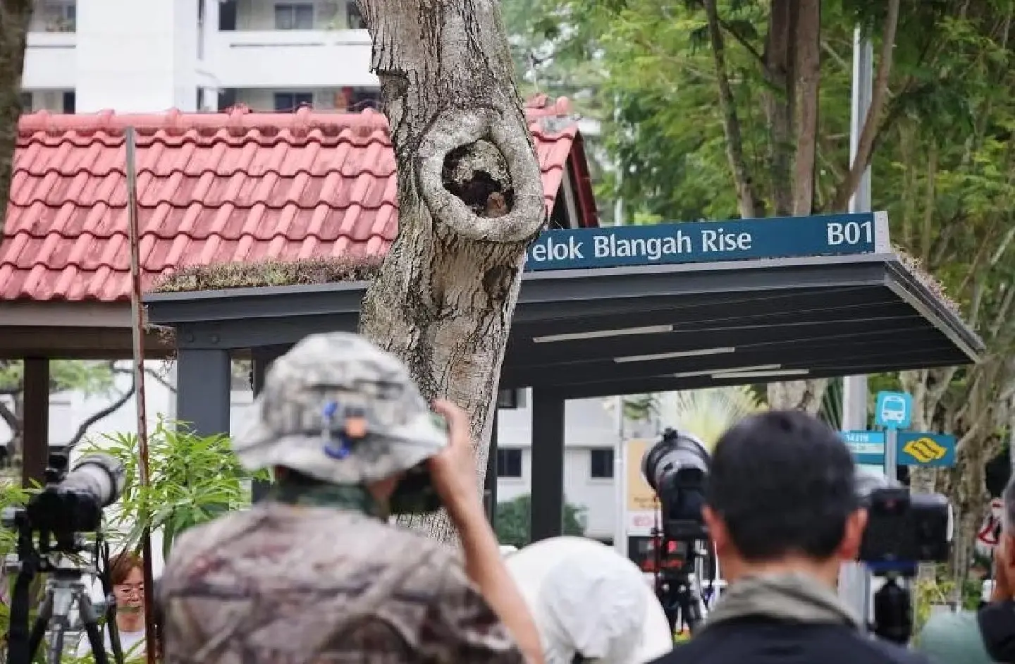 Owl nest near bus stop attracts crowds; Singapore advises against visiting Owl nest near bus stop attracts crowds; Singapore advises against visiting