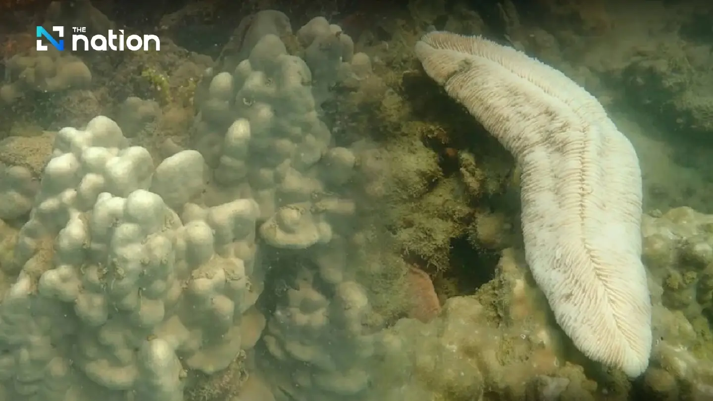 Thailand shuts 12 national marine parks amid coral bleaching crisis Thailand shuts 12 national marine parks amid coral bleaching crisis