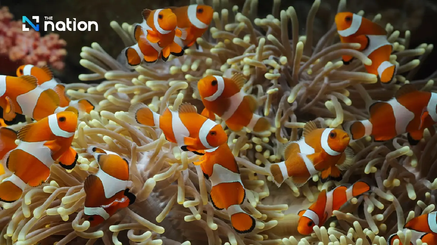 Warming seas killing clownfish, marine expert says