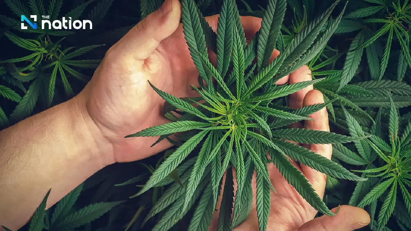 Sakon Nakhon ganja growers fret over unsold stock, change in govt policy Sakon Nakhon ganja growers fret over unsold stock, change in govt policy
