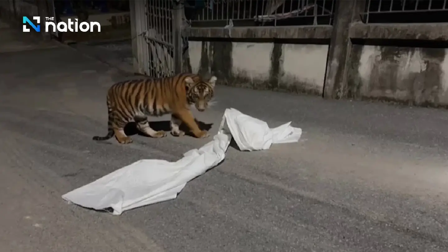 Tiger cub on the loose was ‘not a liger as claimed by owner’ Tiger cub on the loose was ‘not a liger as claimed by owner’