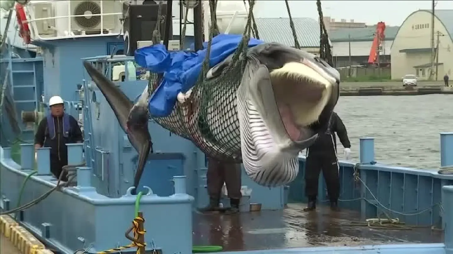 Japan to start hunting fin whales after five years of commercial whaling