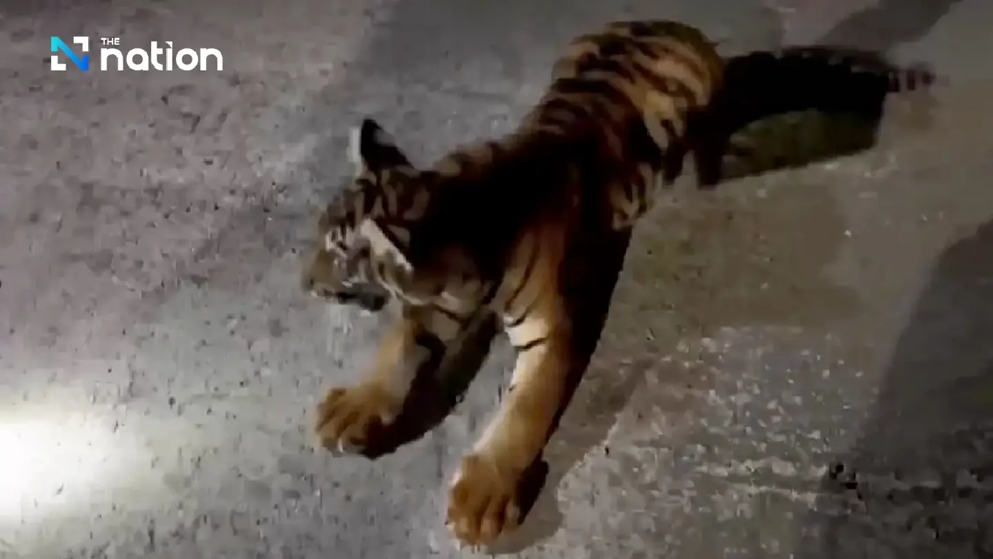 Wild ride: Tiger cub chases motorbike on Thai street Wild ride: Tiger cub chases motorbike on Thai street