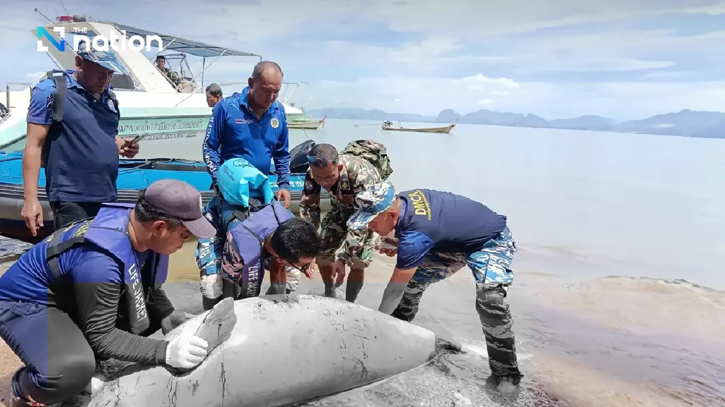 The government has begun expediting efforts to address dugong deaths