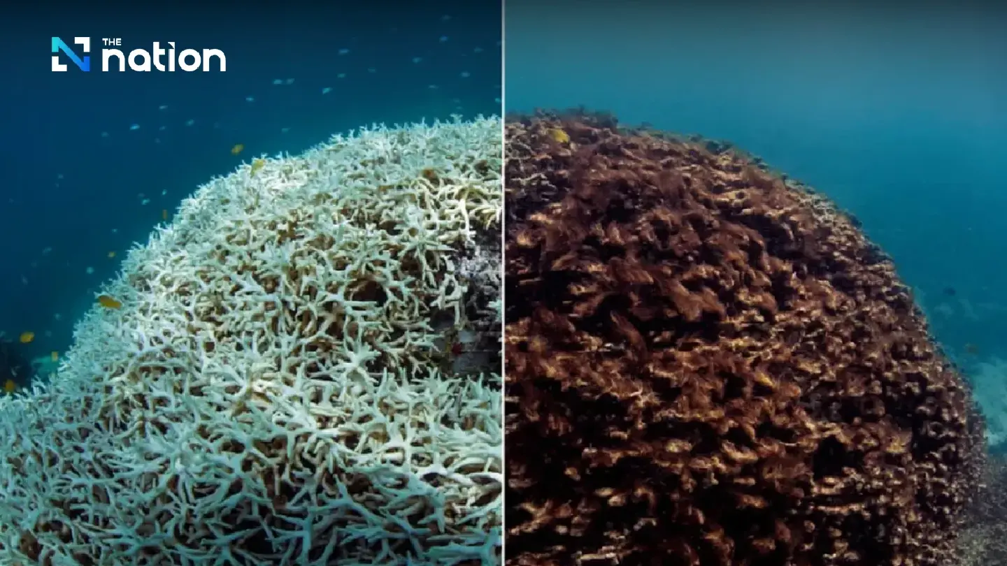 Sea boiling deadly to coral, marine scientist observes Sea boiling deadly to coral, marine scientist observes