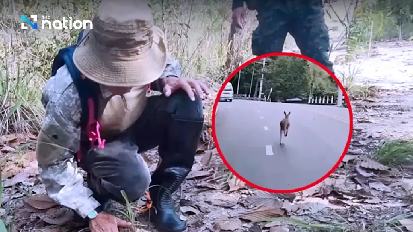 Chiang Mai officials expand hunt for escaped kangaroo Chiang Mai officials expand hunt for escaped kangaroo